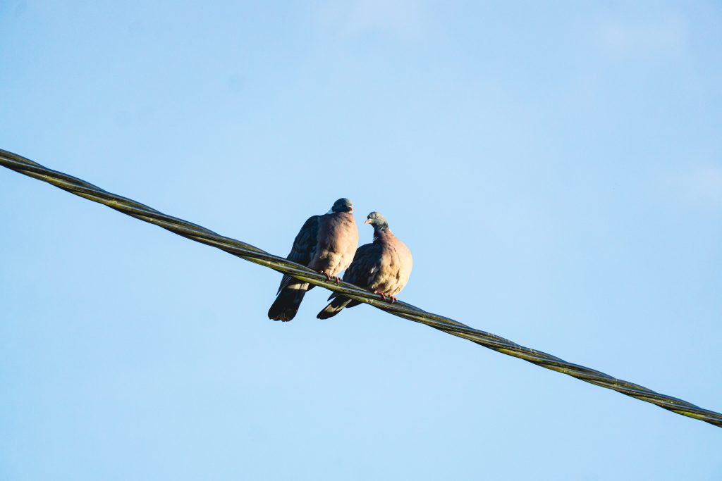 Two Pigeons on a wire